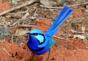 Турако Ливингстона (Tauraco corythaix livingstonii) Гвианский скальный петушок